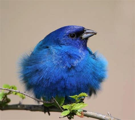 Pretty Blue Bird Ii Beautiful Birds Colorful Birds Bird Pictures