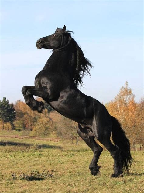 Friesian Horsephotos Renáta Kolářová Horses Horse Breeds Black Horses