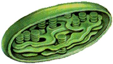 Table of contents why don't all plant cells contain chloroplasts? Quia - Cell Organelles