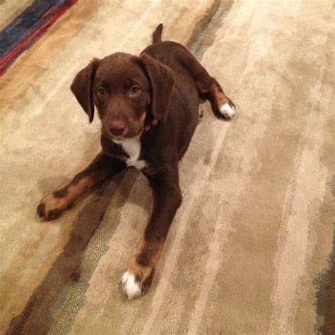 Short Hair Jack Russell Springer Spaniel Mix