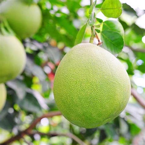 Khao nam pueng pomelo is the most popular variety of pomelos. Autumn-Seasonal Fruits-Taiwan Fruits Travel-Agri ezgo