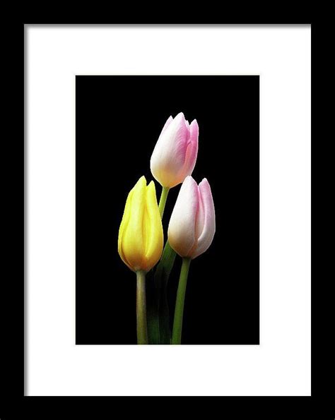 Framed Three Tulips Johanna Hurmerinta Photography Framed Prints