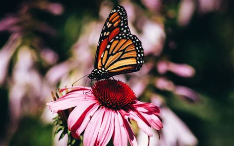 Monarch Butterfly Population Down So Its Not Too Early To Plan Your