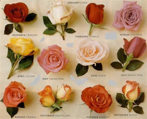 Different Types Of Roses
