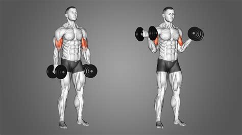Sculpt Your Arms Best Exercises For Impressive Biceps