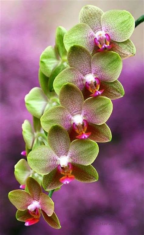 1000 Images About Orchids On Pinterest Orchid Show Rare Orchids And Orchid Flowers