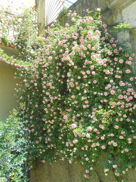 Visualizza altre idee su piante perenni, foglie, piante. La Finestra di Stefania cascata-di-rose-rampicanti - La ...