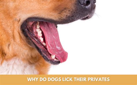 Why Do Dogs Lick Their Privates Discover The Answers And Solutions Here