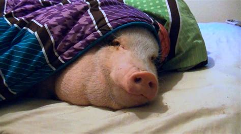 A Sleeping Pig Wakes Up To The Smell Of A Cookie
