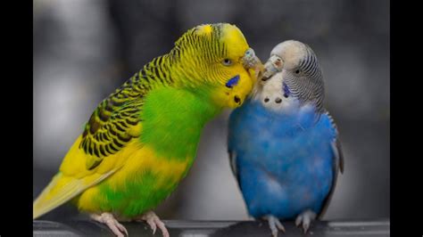 Discover The Joy Of Happy Parakeet Sounds BIRD LOVER