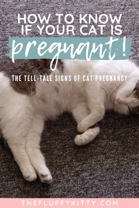 How To Know If Your Cat Is Pregnant The Tell Tale Signs The Fluffy