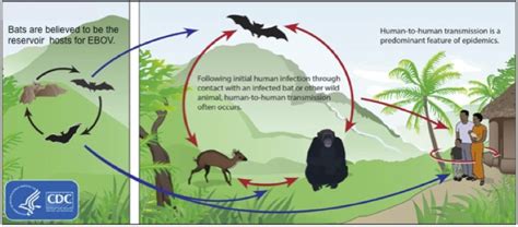 There are three ways of contracting ebolavirus: Why the West African Ebola Outbreak Is the Deadliest Ever ...