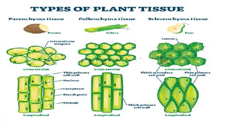 Types Of Plant Tissues Class 9 Cbse Notes Future Study
