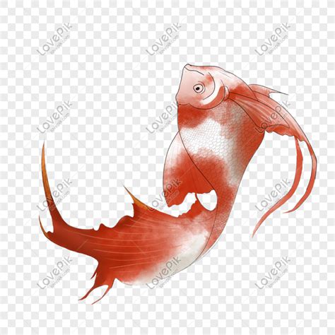 Gambar ikan cupang: Gambar Ilustrasi Ikan Mas
