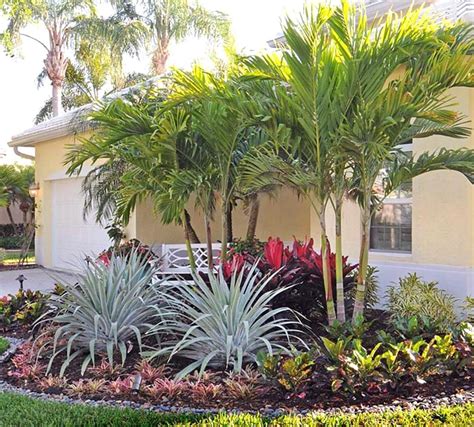 Palm Tree Landscaping Ideas Delicia Mcwilliams