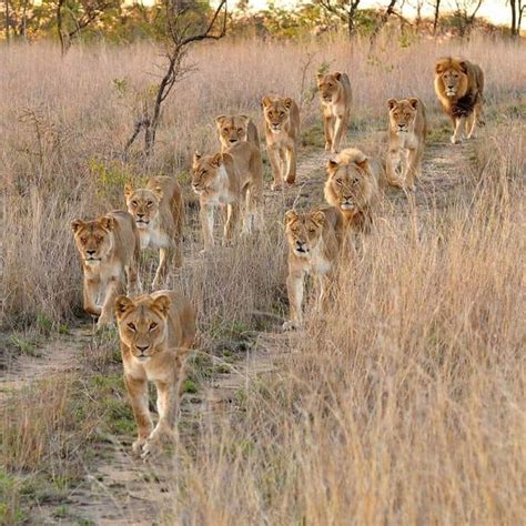 Photo By Pride Of Lions At Nairobi National Park