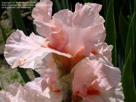 PlantFiles Pictures Border Bearded Iris Lenora Pearl Iris By TBGDN