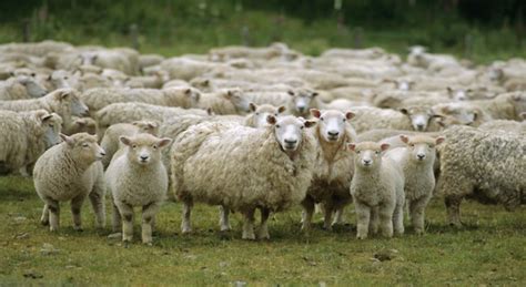 Sheep are among the species that have the greatest number. Herd Of Sheep Make Themselves Heard At Protest - Sick Chirpse