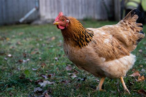 70 Chicken Facts That Are Truly Peck Culiar