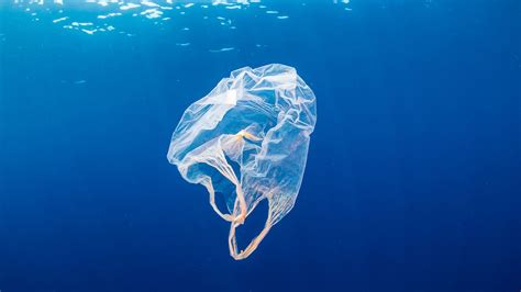 Ocean Plastic Pollution Guide How To Save The Oceans And Marine Life