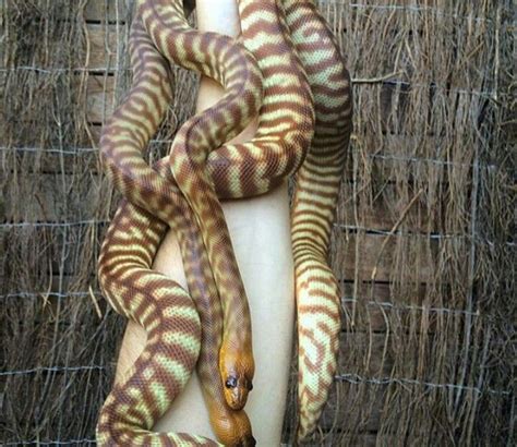 Woma Pythons Australian Animals Lovely Creatures Animals