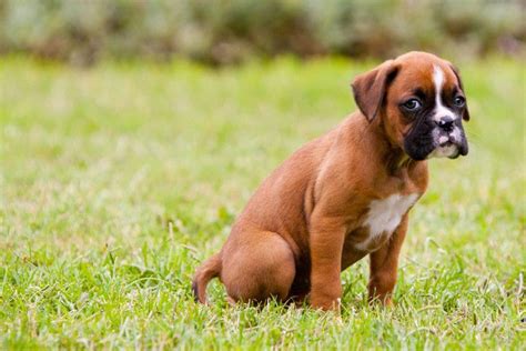 How To Potty Train A Boxer Puppy A Step By Step Guide