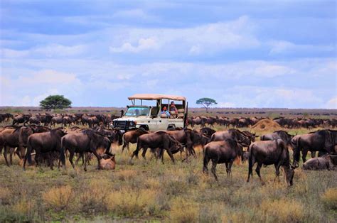 Top Wildebeest Migration Safari Packages Tours And Guide 2024