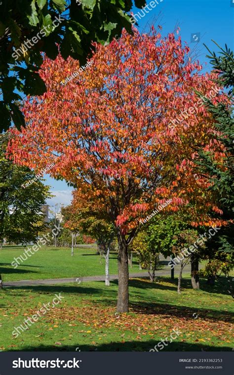 Autumn Cherry Trees Red Leaves Stock Photo 2193362253 Shutterstock