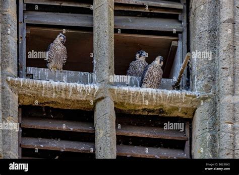 Peregrine Falcon Falco Peregrinus Three Chicks Hi Res Stock Photography