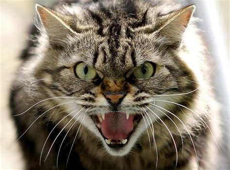 Create Meme Angry Cat Hissing Cat The Cat Hisses Pictures Meme