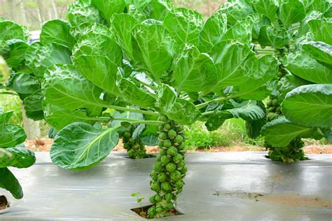 Growing brussel sprouts can be a challenge. Growing Your Own Brussel Sprouts