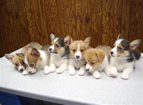 The pembroke welsh corgi and the cardigan welsh corgi. Corgi Puppies | Corgi Breeders | Corgi Puppies For Sale ...