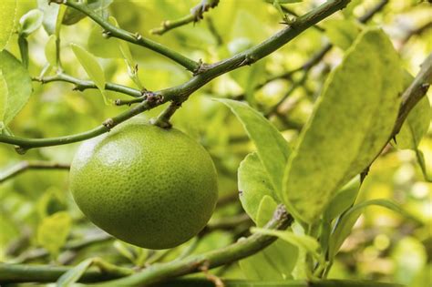 Apr 11, 2016 · although we think of green limes as the fruit's platonic form, it's not. Why Are My Limes Turning Yellow & Falling Off the Tree ...