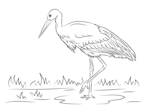 Stork coloring pages are a fun way for kids of all ages to develop creativity, focus, motor skills and color recognition. White Stork coloring page | Free Printable Coloring Pages