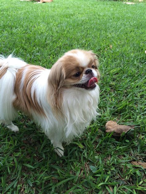 Please provide a valid price range. Japanese Chin - Keiko (With images) | Pekingese puppies ...
