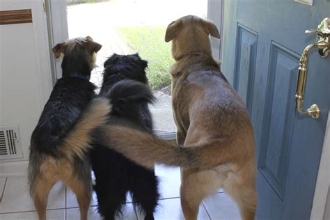 An erect wagging tail held high up in the air, for instance, shows that a dog is aroused by something and may be more likely to unpredictable responses. Wagging tail: Wag to the left, wag to the right : Life ...