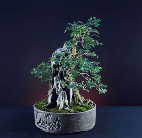 A thick bonsai tree trunk can be achieve with a sacrificial branch, trunk merger or the bend to grow technique. Large Bonsai with Thick Trunks Are Nearly Always Developed ...