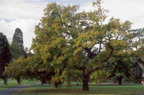 7 Types Of Fast Growing Shade Trees