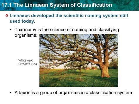 17 1 The Linnaean System Of Classification Key