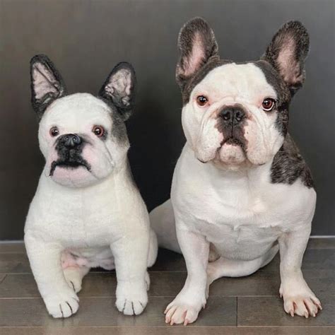 Always supervise use, never leave children or babies unattended with toys or stuffed animals. French Bulldog Stuffed Animal - Frenchie Plush | Petsies