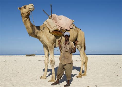 Camel Rides Offered On Diani Beach