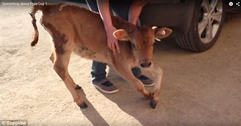 Video Shows Pixie The Wonky Cow Struggle To Walk At Edgars Mission