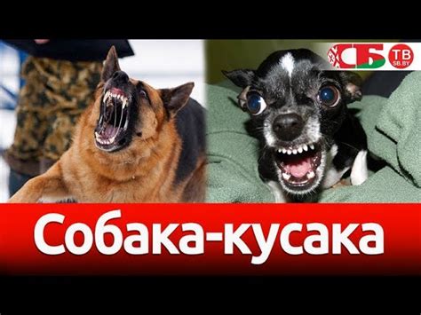 Управление территориальной агрессией собак: эффективные стратегии для ...