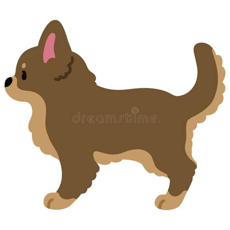 Long Haired Chihuahua Stock Illustrations 100 Long Haired Chihuahua