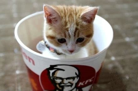 Cats regurgitate when they eat grass because they lack the necessary enzymes to break down vegetable matter. caterville — Nom Nom Nom KFC (Khickin For Cats)