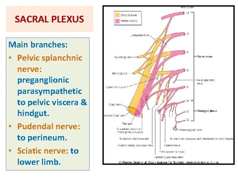 Lumbosacral Plexus Sciatic And Femoral Nerves By Prof