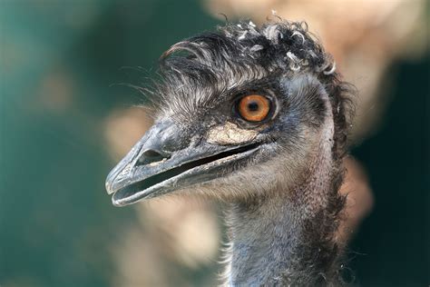 Karen The Emu Mad With Her Owner Lipstick Alley