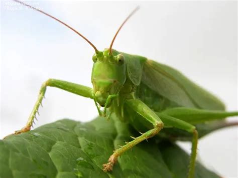 Cricket Animal 7 Different Types Of Crickets The Best Selection Of