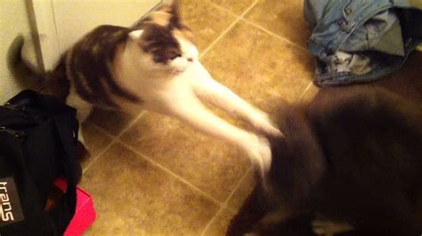 Maybe you would like to learn more about one of these? Female cat fights back against her aggressive brother - YouTube