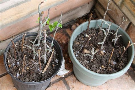 Apple tree cuttings are starting to bud. The Homestead Laboratory: Rooting Pear Cuttings